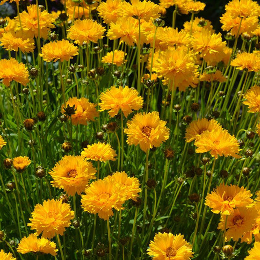 Organic Coreopsis Sweet Roots Farm