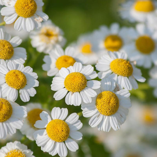 Organic Feverfew Sweet Roots Farm