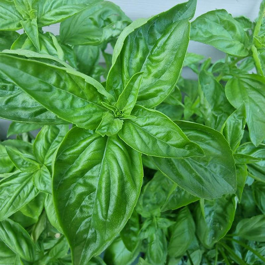 Organic Aroma Basil Sweet Roots Farm