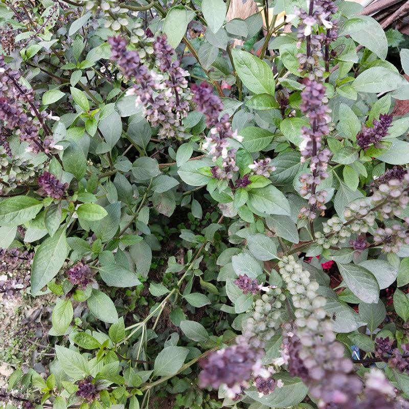 Organic Thai Basil Sweet Roots Farm