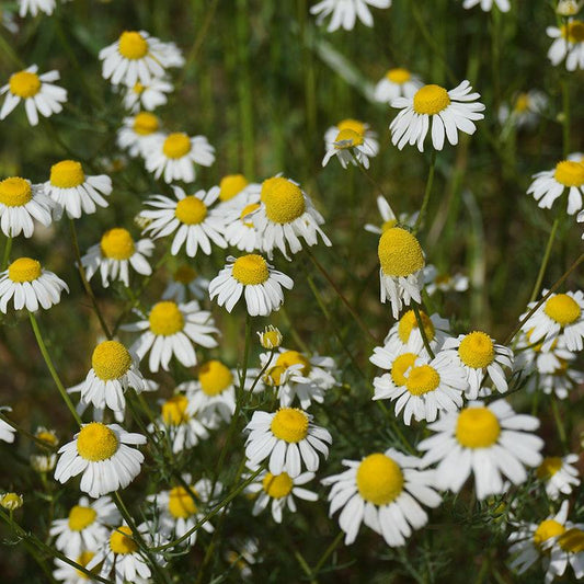 Organic German Chamomile Sweet Roots Farm