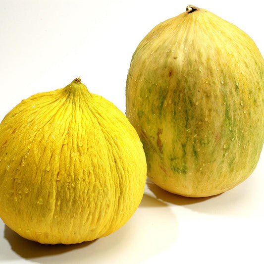 Organic Crenshaw Melon Sweet Roots Farm
