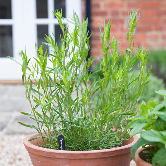 Organic French Tarragon Fresh Starts Organic Farm