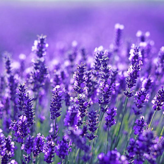 Organic Grosso Fat Spike Lavender Fresh Starts Organic Farm