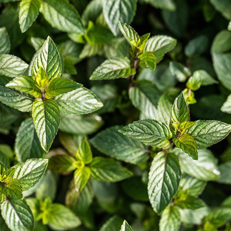 Organic Chocolate Mint Fresh Starts Organic Farm