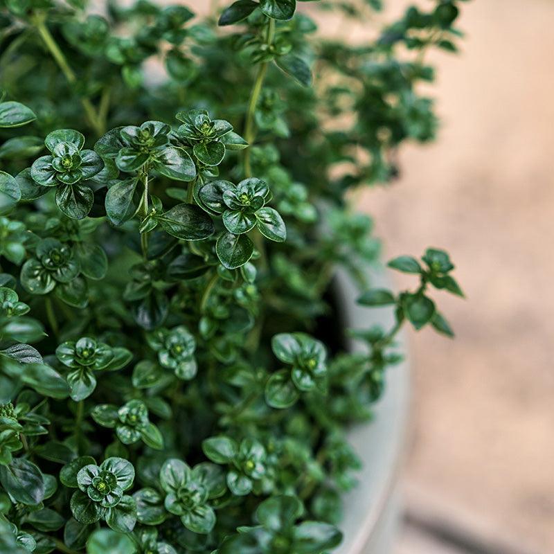 Organic English Thyme Fresh Starts Organic Farm