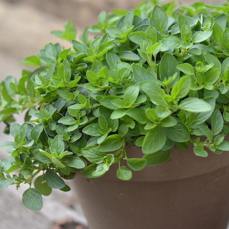 Organic Greek Oregano Fresh Starts Organic Farm