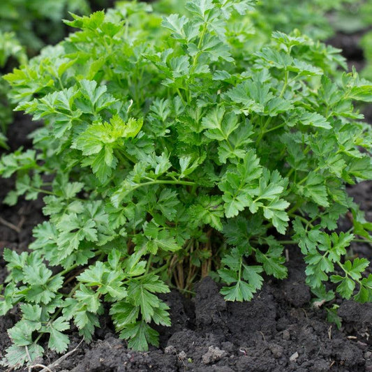 Organic Parsley Fresh Starts Organic Farm