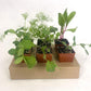 Organic Green Arrow Shelling Pea Grow Organic
