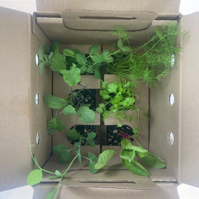 Organic Red Oakleaf Lettuce Grow Organic