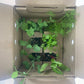 Organic Crispino Iceberg Lettuce Grow Organic