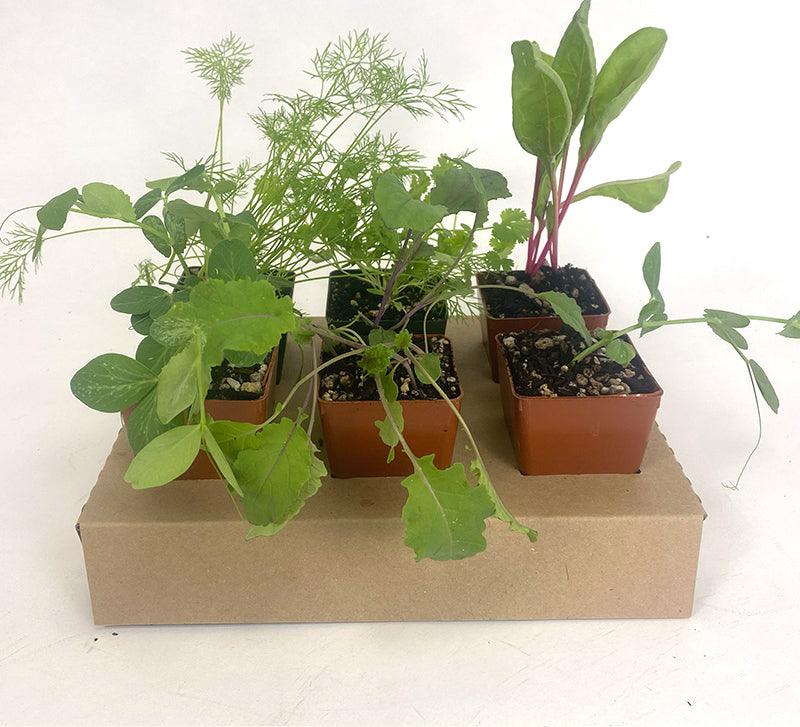 Organic Vegetable and Herb Start Collection Grow Organic