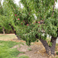 Panamint nectarines on the tree