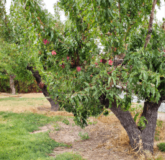 Panamint nectarines on the tree