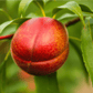 Panamint nectarine fruit