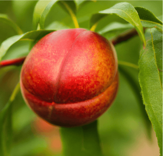 Panamint nectarine fruit