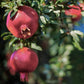 Parfianka pomegranate tree and fruit
