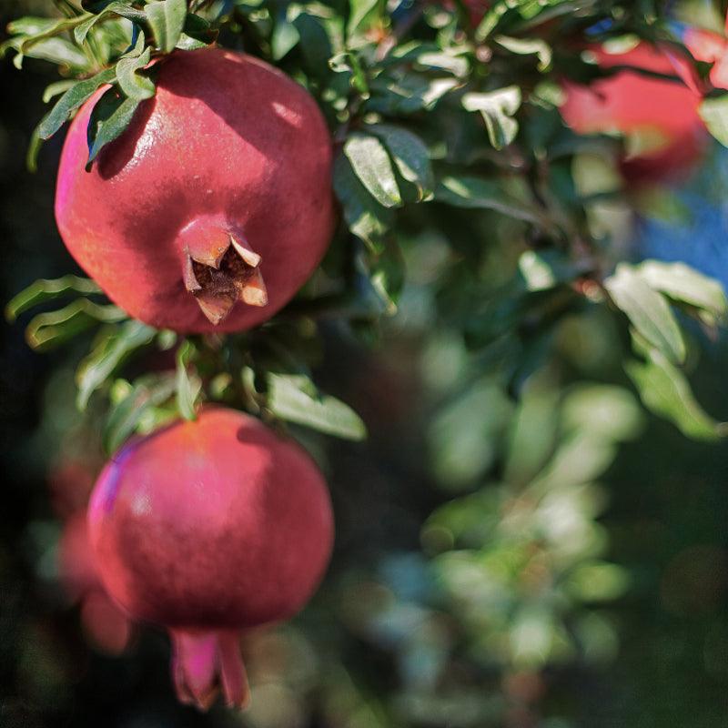 Parfianka pomegranate tree and fruit