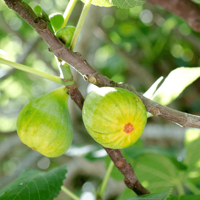 Peter's Honey fig tree product image