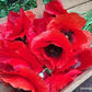 Shirley Legion of Honor Poppy Renee's Garden