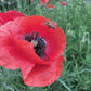 Shirley Legion of Honor Poppy Renee's Garden