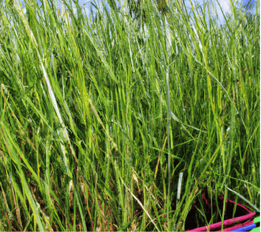 Tall pasture grass in a black nursery pot
