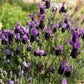 Organic Provence Lavender (1 Gallon) Grow Organic