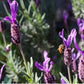 Organic Provence Lavender (1 Gallon) Grow Organic