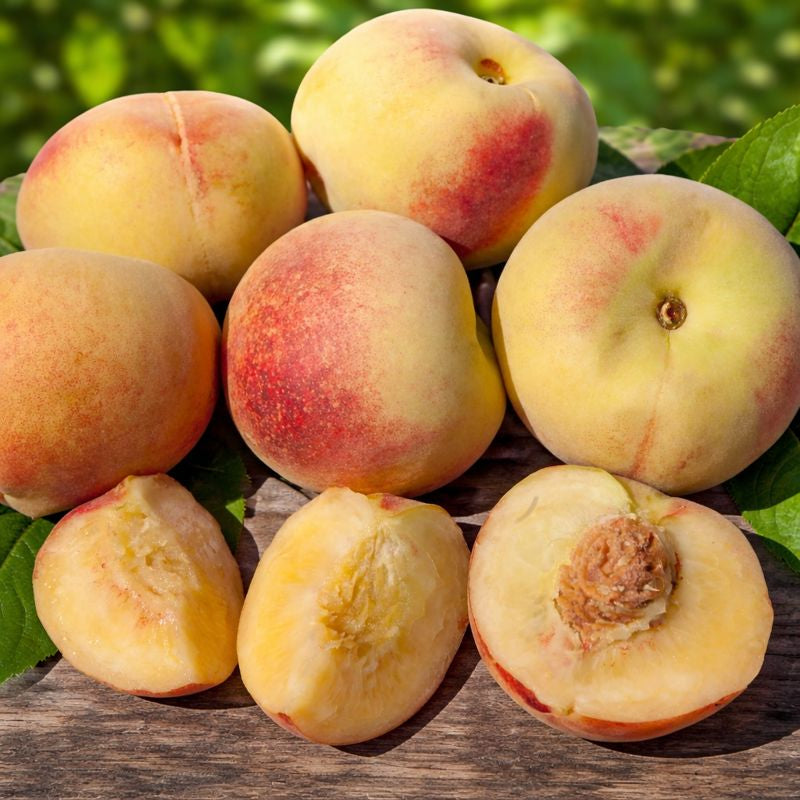 Peach Leaf Curl Resistant Peaches, 3 on 1 Multi Grafted Fruit Tree Grow Organic