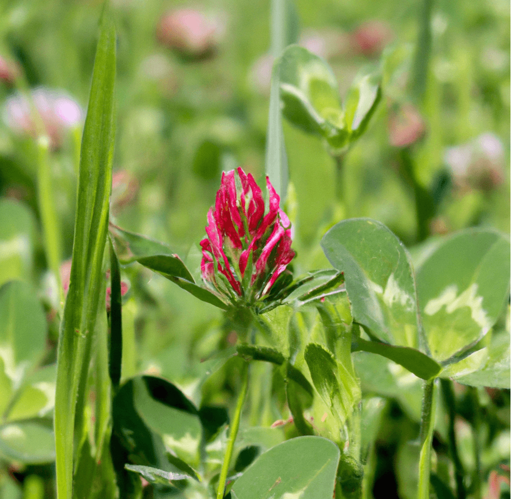 Crimson clover flower in a field