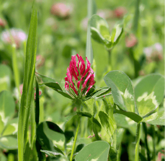Crimson clover flower in a field