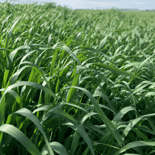 Raven Black Oats Cover Crop Seed Peaceful Valley