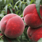 Red Globe peach fruit