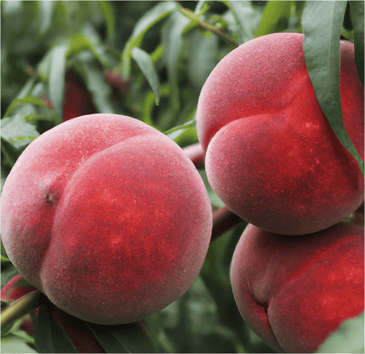 Red Globe peach fruit