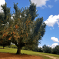 Mature peach tree with orange-red fruit under a blue sky