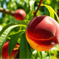 Red Gold nectarine fruit