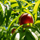 Red Gold nectarines
