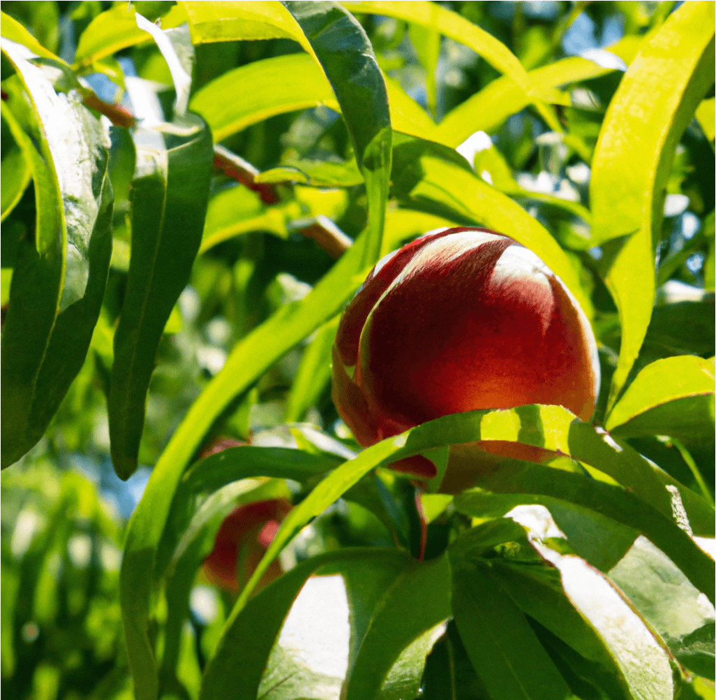 Red Gold nectarines