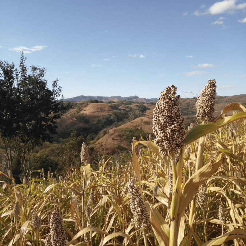 Grain sorghum seed heads in a dry field