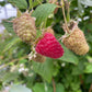 Organic Ruby Jewel Raspberries (Bundle of 3) Grow Organic