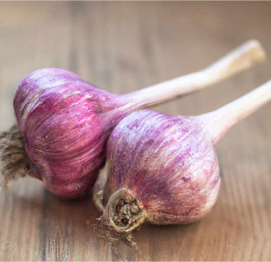 Organic Garlic, Russian Red (lb) Grow Organic