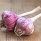 Russian Red Garlic (lb) Grow Organic