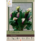 Da Vinci Calla Lily Bulbs (Pack of 1) Netherland Bulb Company