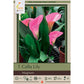 Magnum Calla Lily Bulbs (Pack of 1) Netherland Bulb Company
