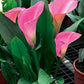 Magnum Calla Lily Bulbs (Pack of 1) Netherland Bulb Company