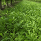 Peaceful Valley Orchard Cover Crop Mix LB Grow Organic