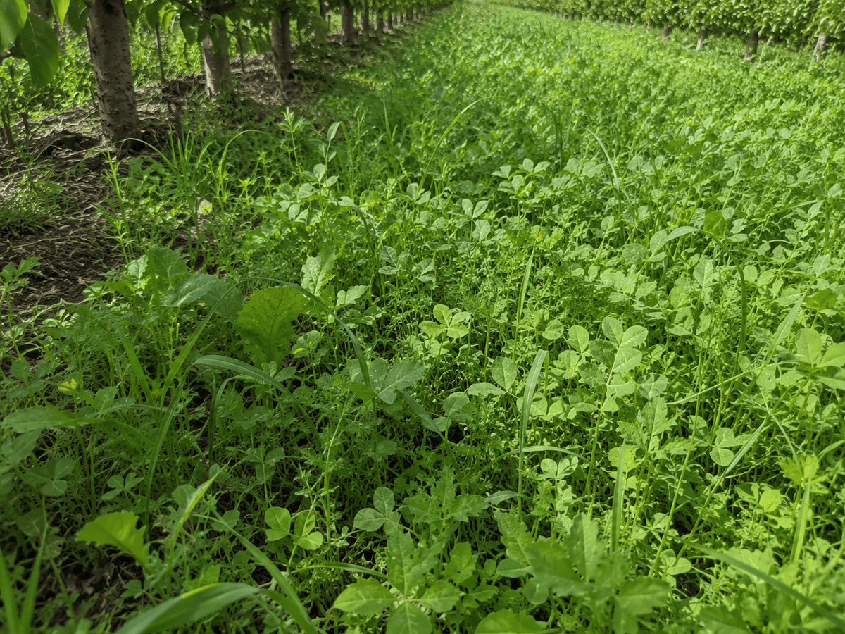 Peaceful Valley Orchard Cover Crop Mix LB Grow Organic