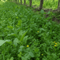 Peaceful Valley Orchard Cover Crop Mix LB Grow Organic