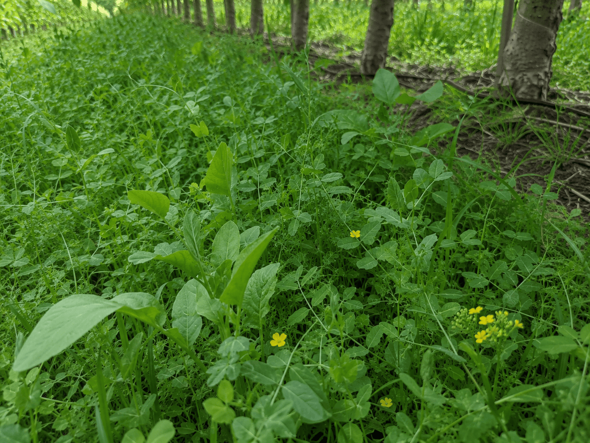 Peaceful Valley Orchard Cover Crop Mix LB Grow Organic