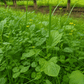 Peaceful Valley Orchard Cover Crop Mix LB Grow Organic